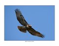 _0SB8031 red-tailed hawk a85x11